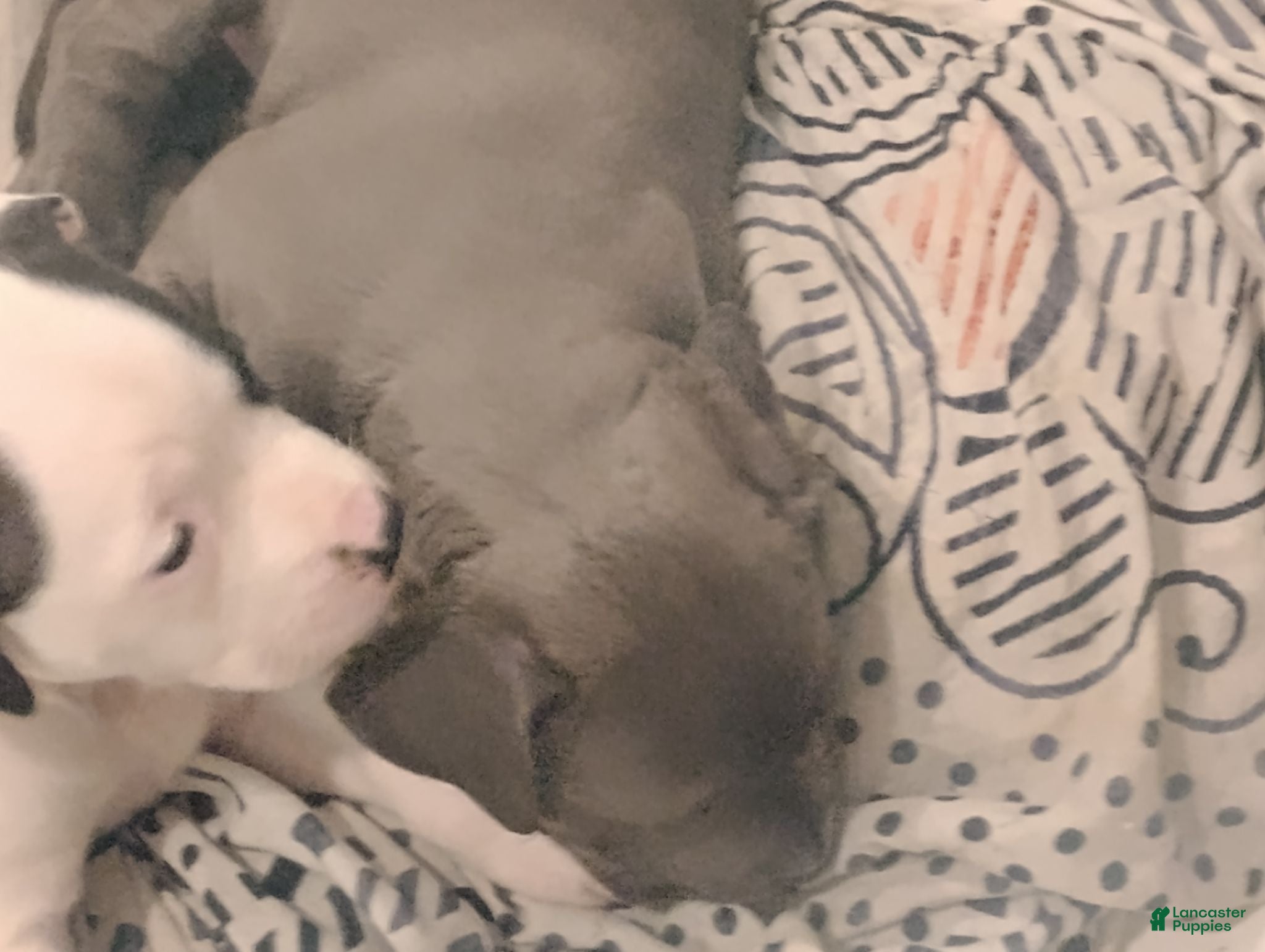 Mixed Breed dogs Mixed Breed 1 - Ad 21