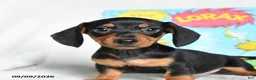 Miniature Dachshund dogs for sale: Barbaloot - Ad 3