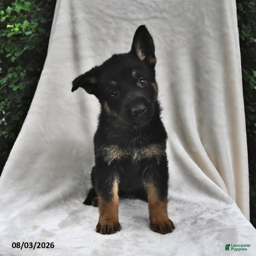 German Shepherd dogs for sale: Penny - Ad 4