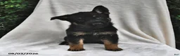 German Shepherd dogs for sale: Penny - Ad 1