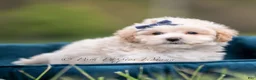 Maltipoo dogs for sale: Dottie - Ad 4