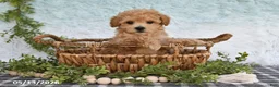 Bichpoo dogs for sale: Holly - Ad 4