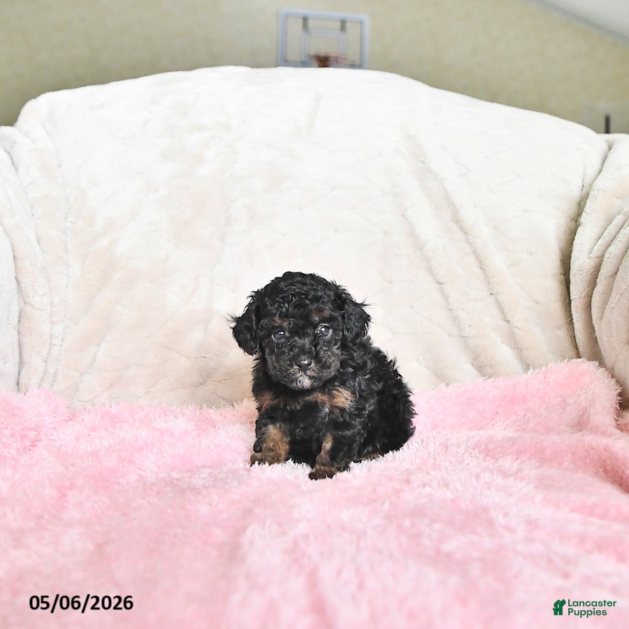 Toy Poodle dogs Connor - Ad 2
