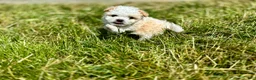 Shihpoo dogs for sale: Shihpoo 1 - Ad 5