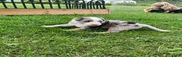 Australian Shepherd dogs for sale: Jack  - Ad 6