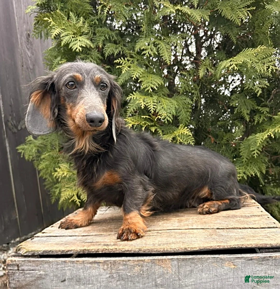 Miniature Dachshund dogs for sale: Boone - Ad 4