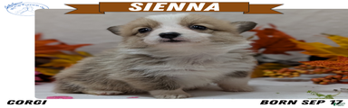 Sienna