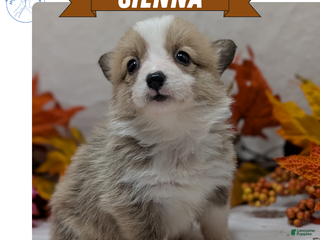 Welsh Corgi Pembroke dogs - Ad 9