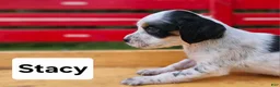 English Setter dogs for sale: Stacy - Ad 3