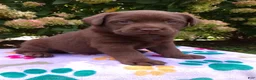 Labrador Retriever dogs for sale: Nova  - Ad 4