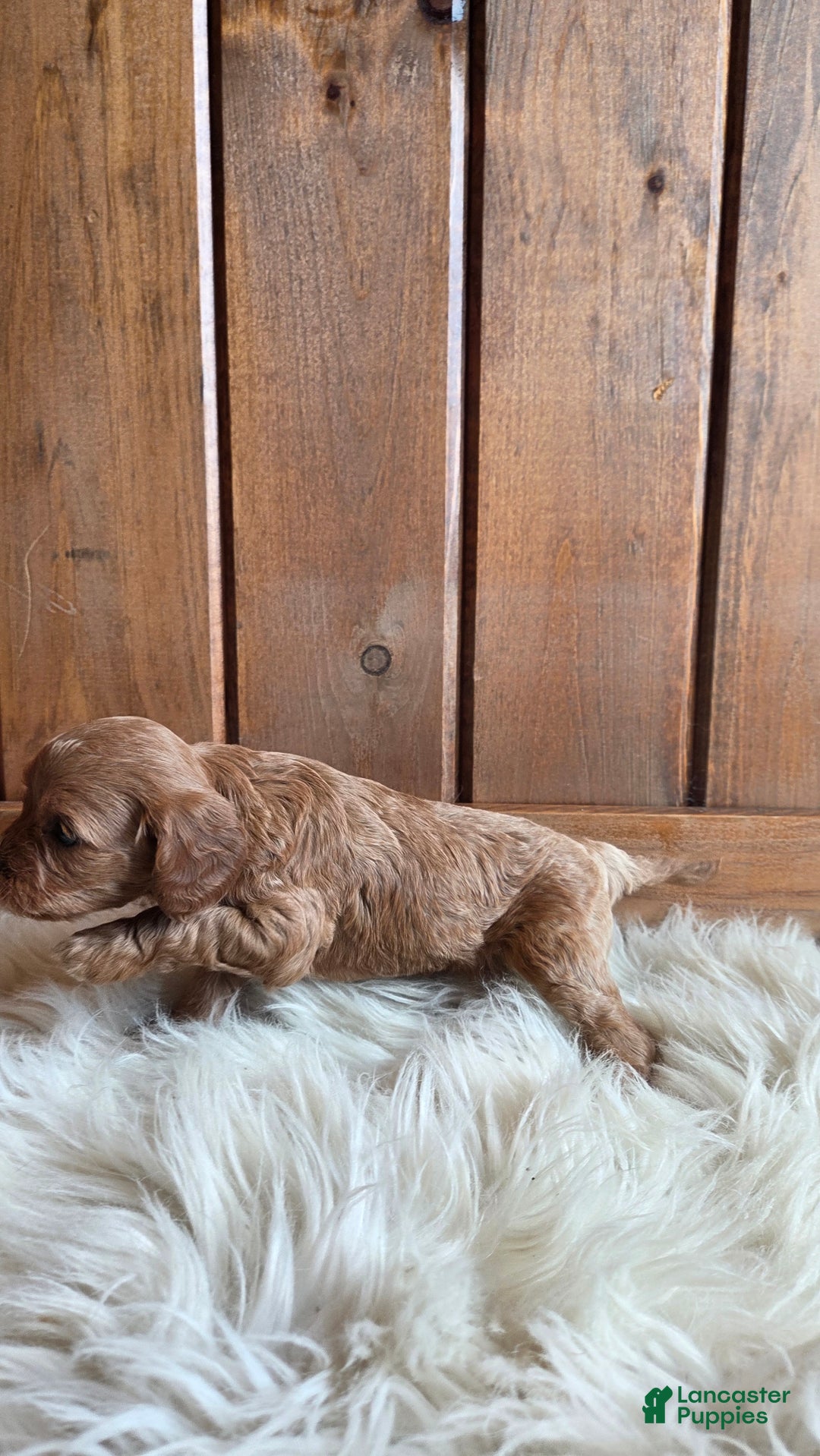 Cavapoo dogs for sale: Navaeh - Ad 4