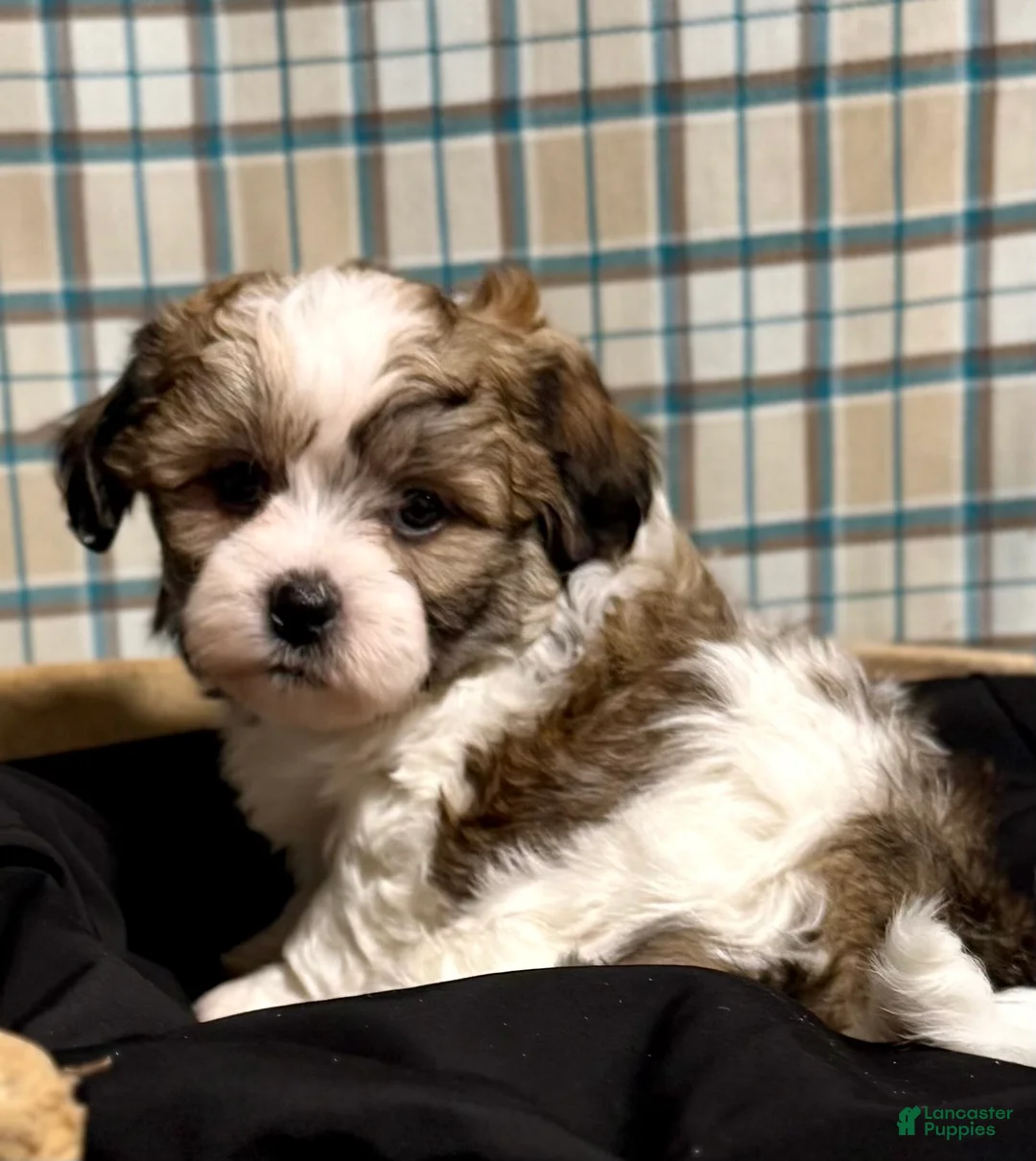 Teddy Bear dogs for sale: LANCE - Ad 4