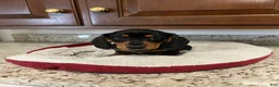 Miniature Dachshund dogs for sale: Wells - Ad 5