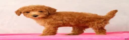 Mini Goldendoodle dogs for sale: Olive - Ad 2