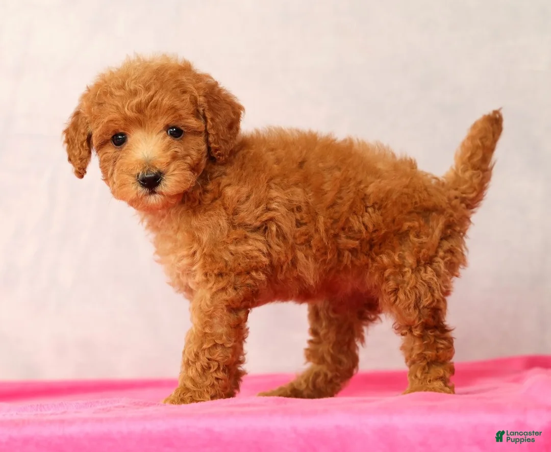 Mini Goldendoodle dogs for sale: Olive - Ad 2