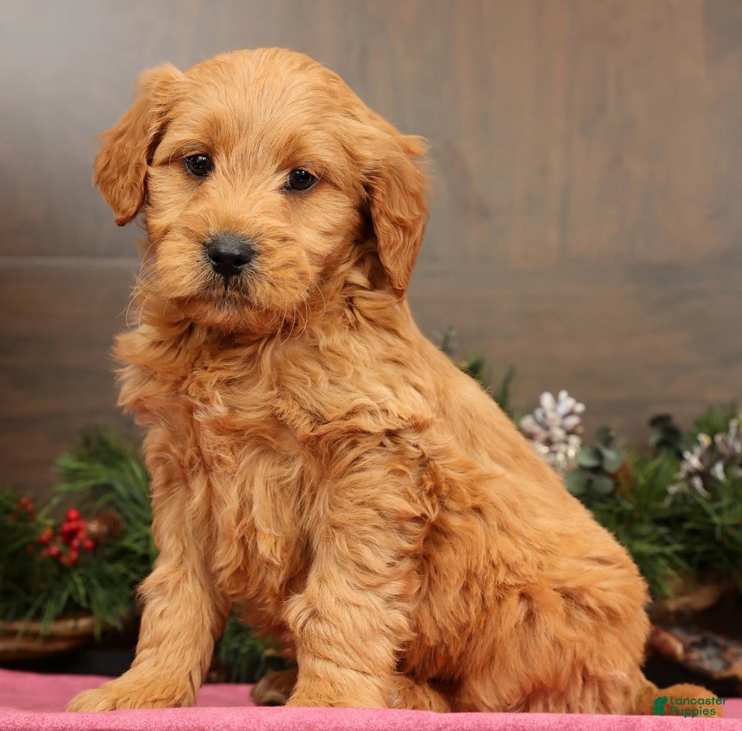 Mini Goldendoodle dogs for sale: Parker - Ad 5