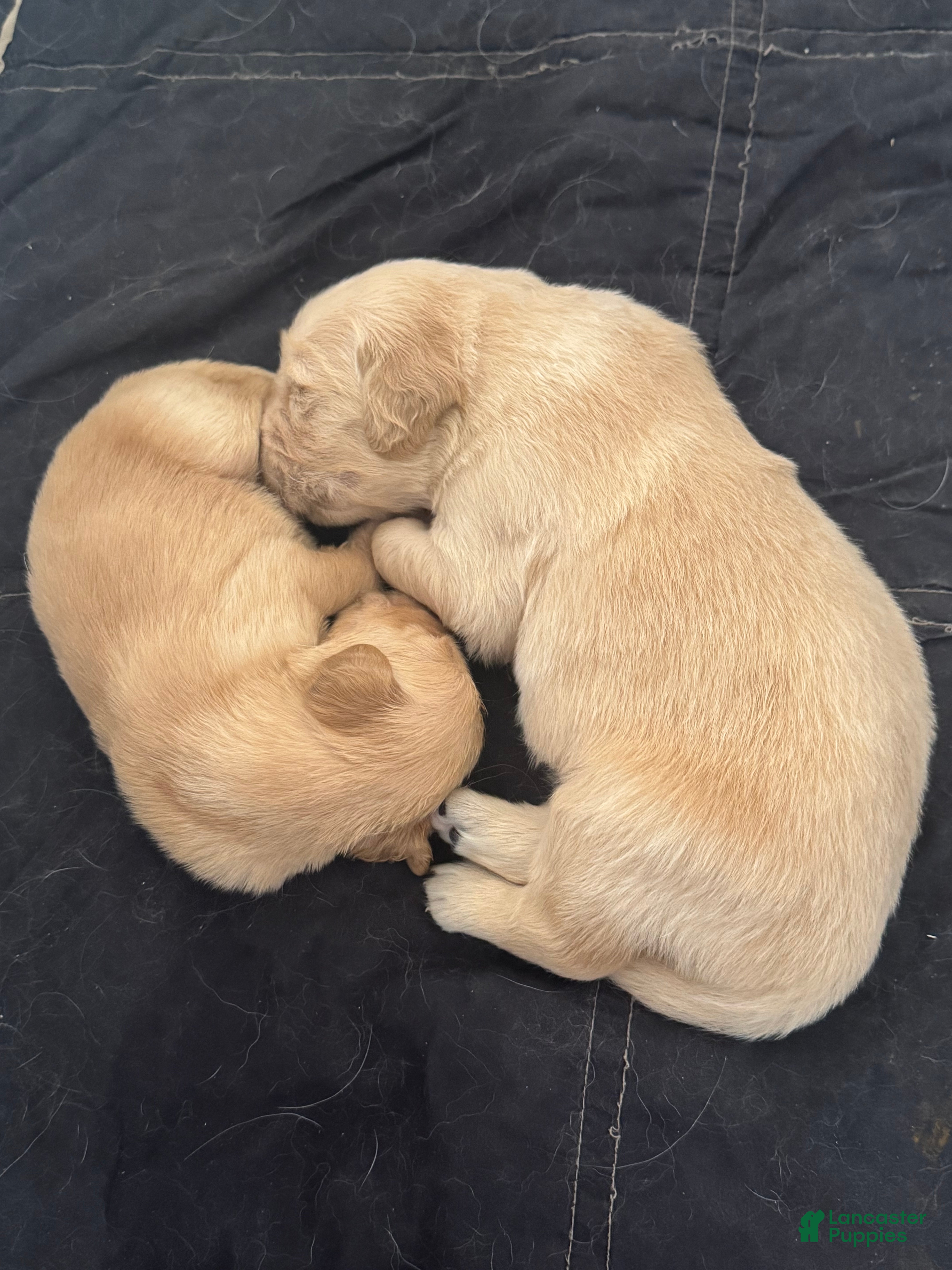 Golden Retriever dogs for sale: Golden Retriever Puppy 3 - Ad 1
