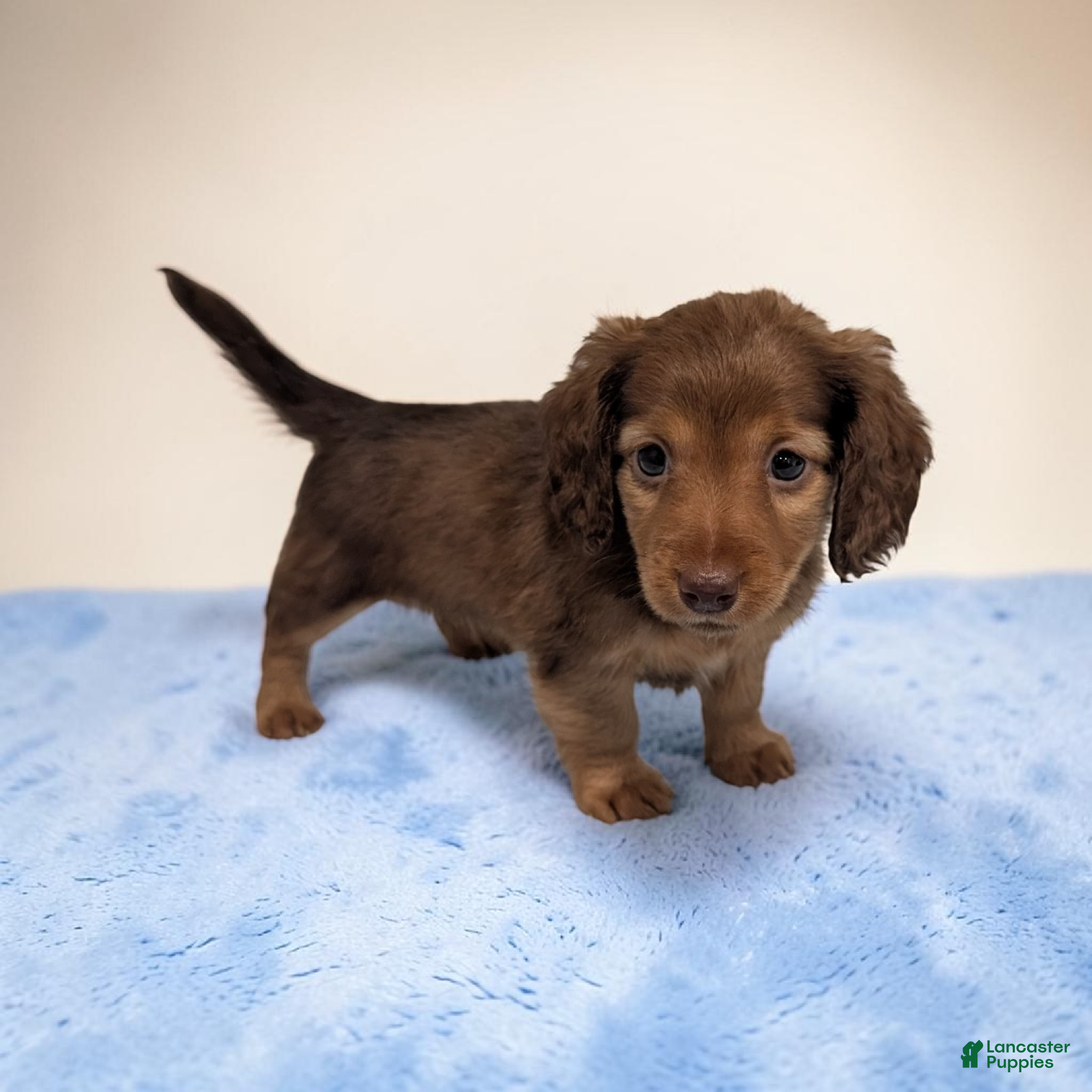 Miniature Dachshund dogs Brownie - Ad 2