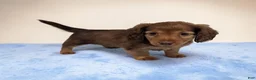 Miniature Dachshund dogs for sale: Brownie - Ad 2