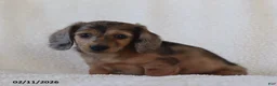 Miniature Dachshund dogs for sale: Lakota - Ad 4