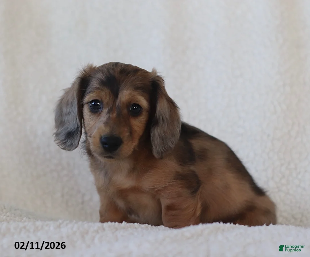Miniature Dachshund dogs for sale: Lakota - Ad 4
