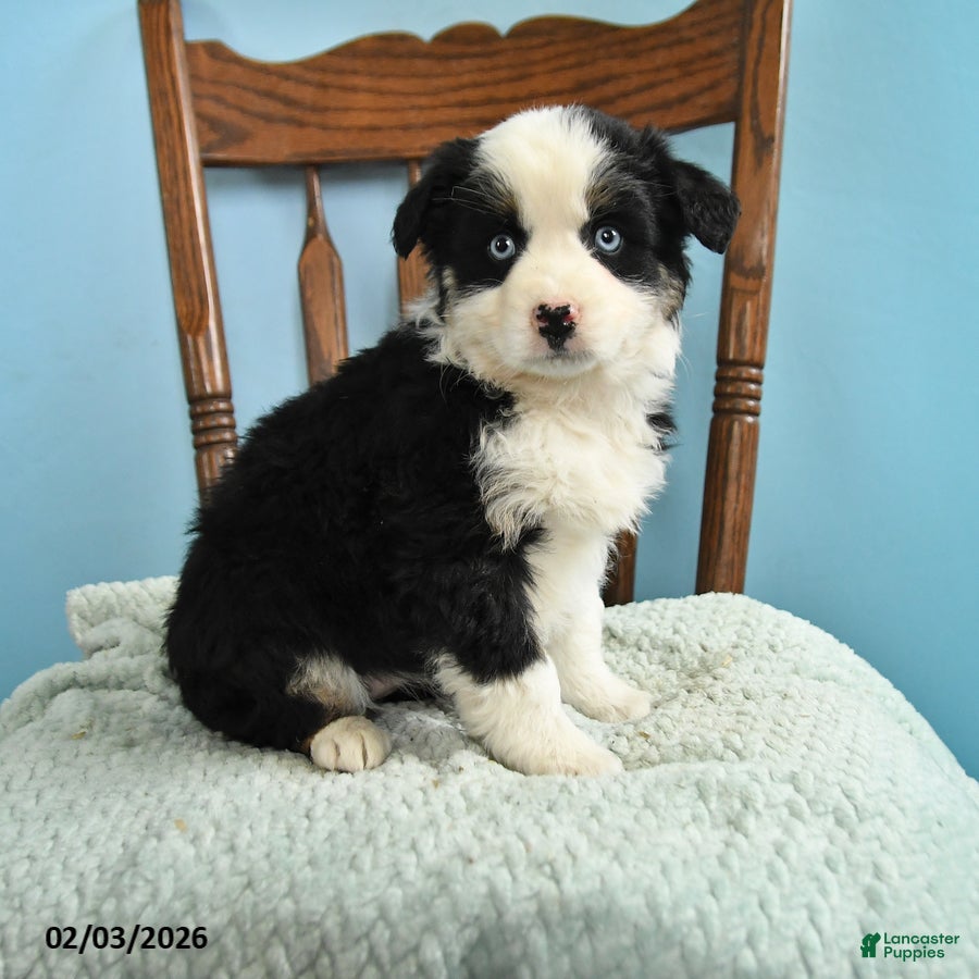 Miniature Australian Shepherd dogs Cassidy - Ad 1