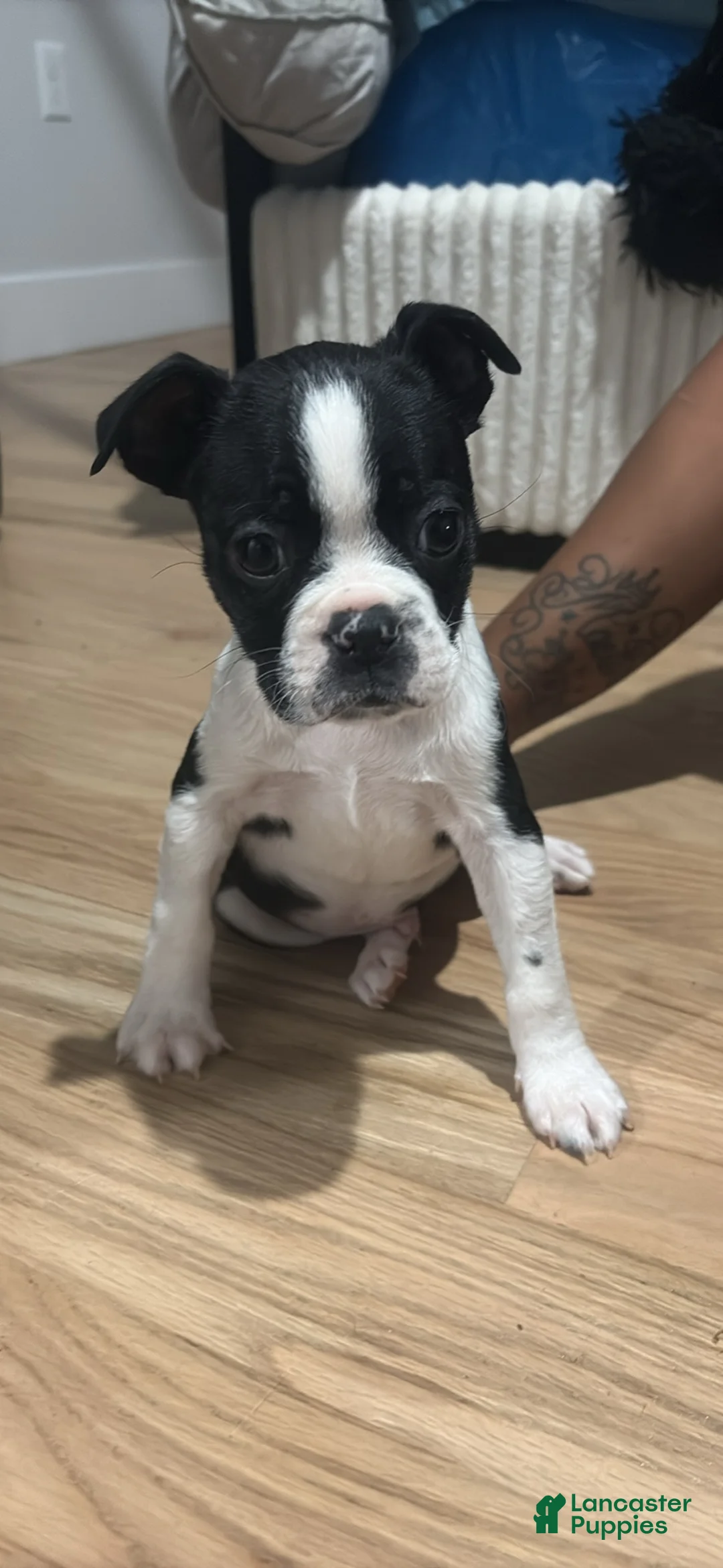Mixed Breed dogs for sale: Mixed Breed Puppy 2 - Ad 2