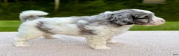 Goldendoodle dogs for sale: Cottontail  - Ad 3