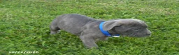 Cane Corso dogs for sale: Amy - Ad 2