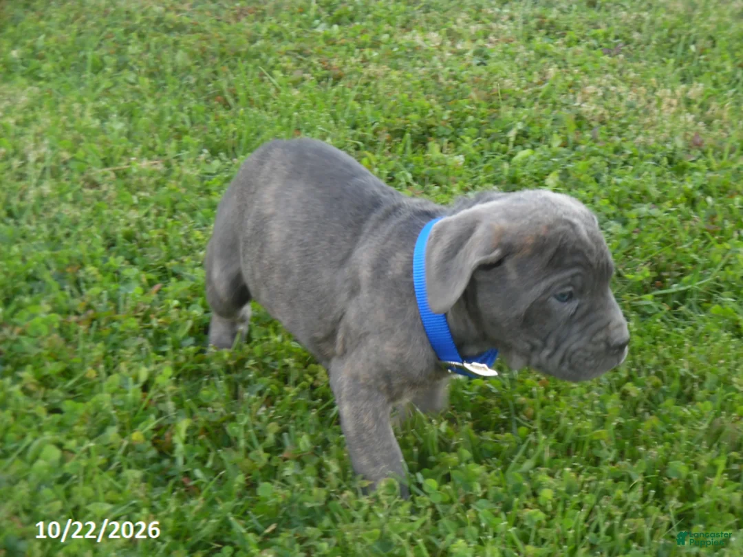 Cane Corso dogs for sale: Amy - Ad 2