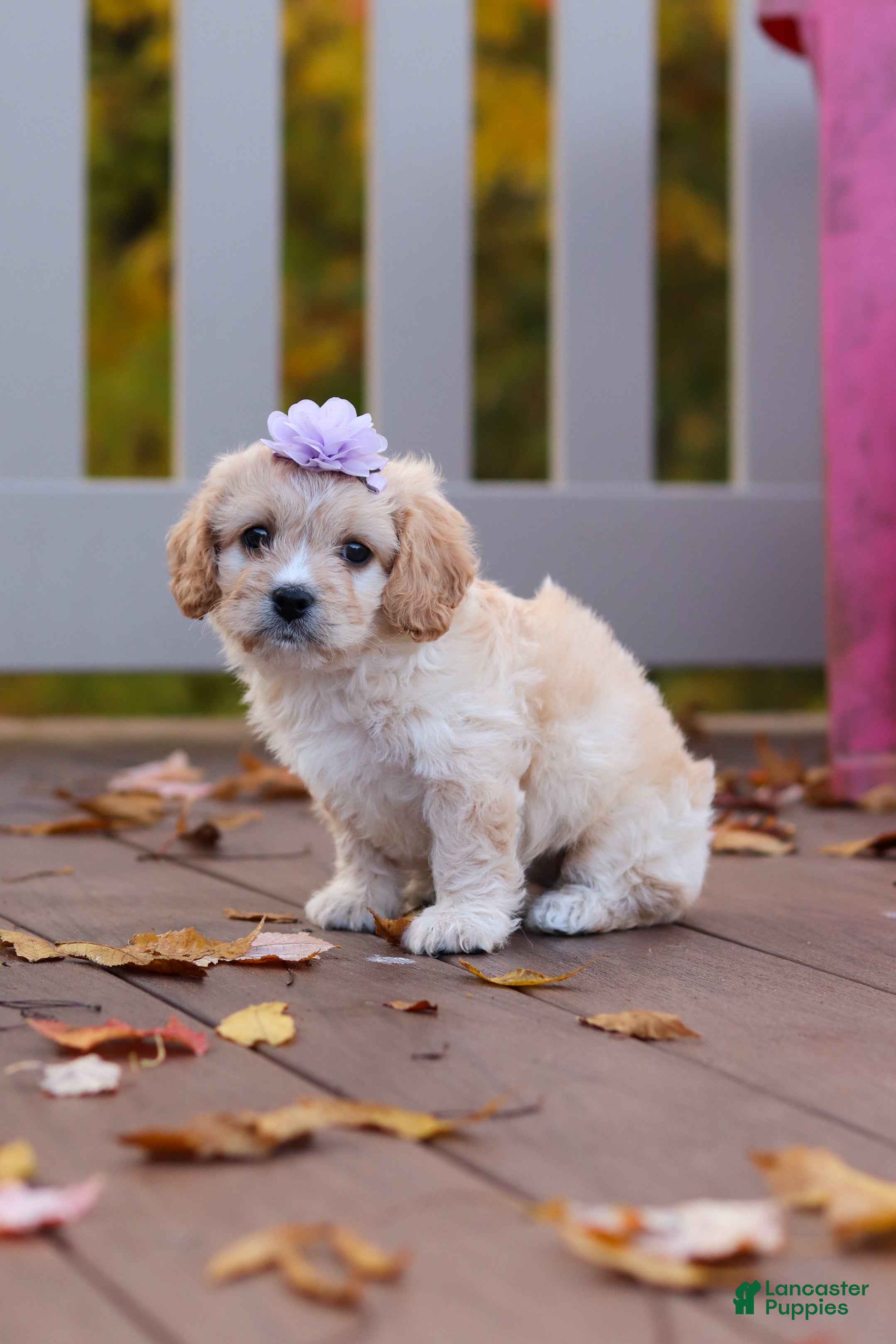 Cavachon dogs for sale: Rosie - Ad 2