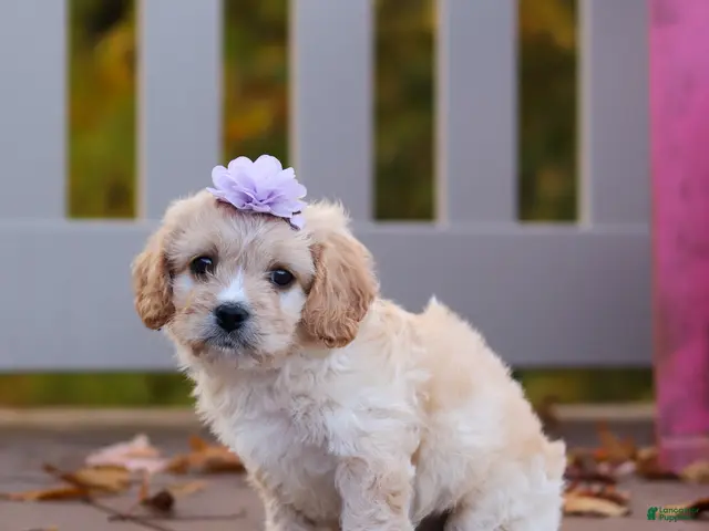 Cavachon dogs for sale: Rosie - Ad 2