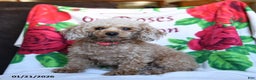 Toy Poodle dogs for sale: Shelley - Ad 2