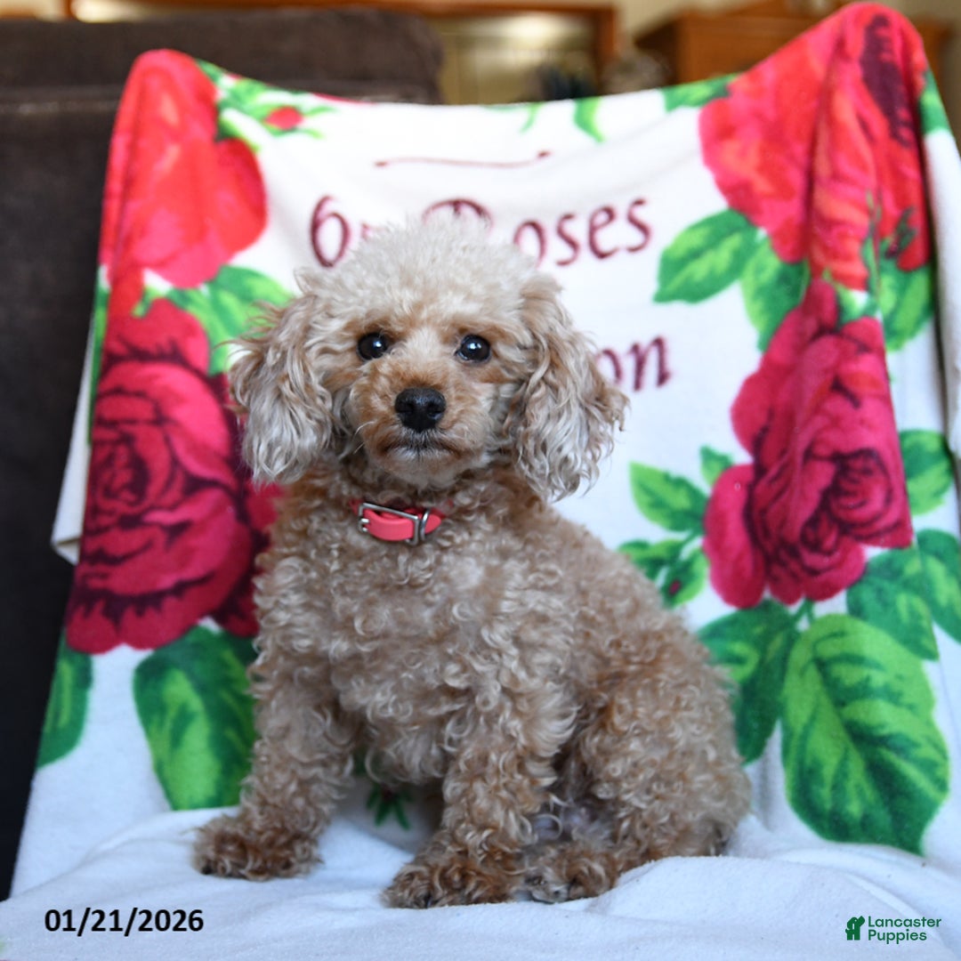 Toy Poodle dogs for sale: Shelley - Ad 2