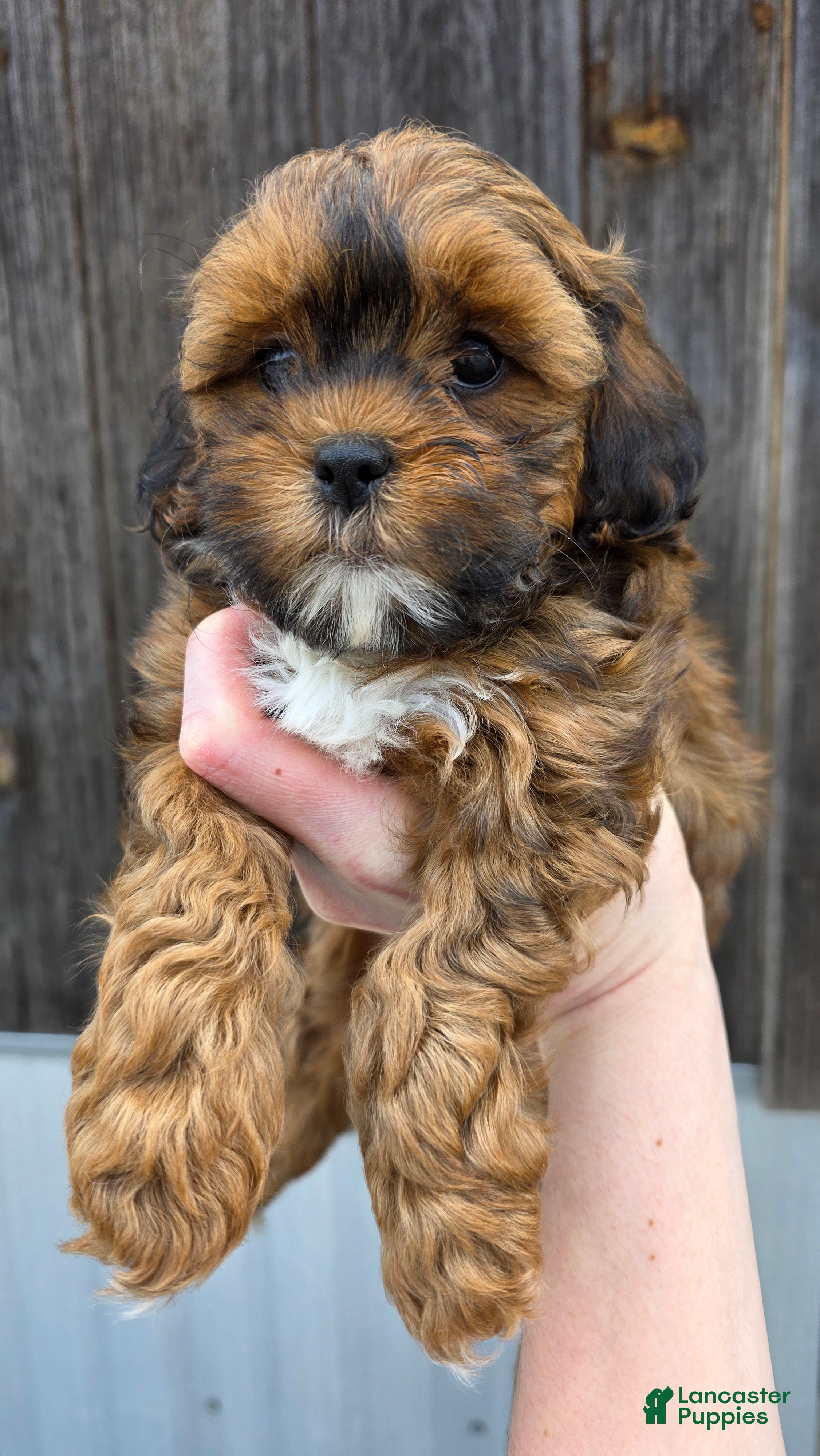 Shihpoo dogs Cuddles - Ad 1