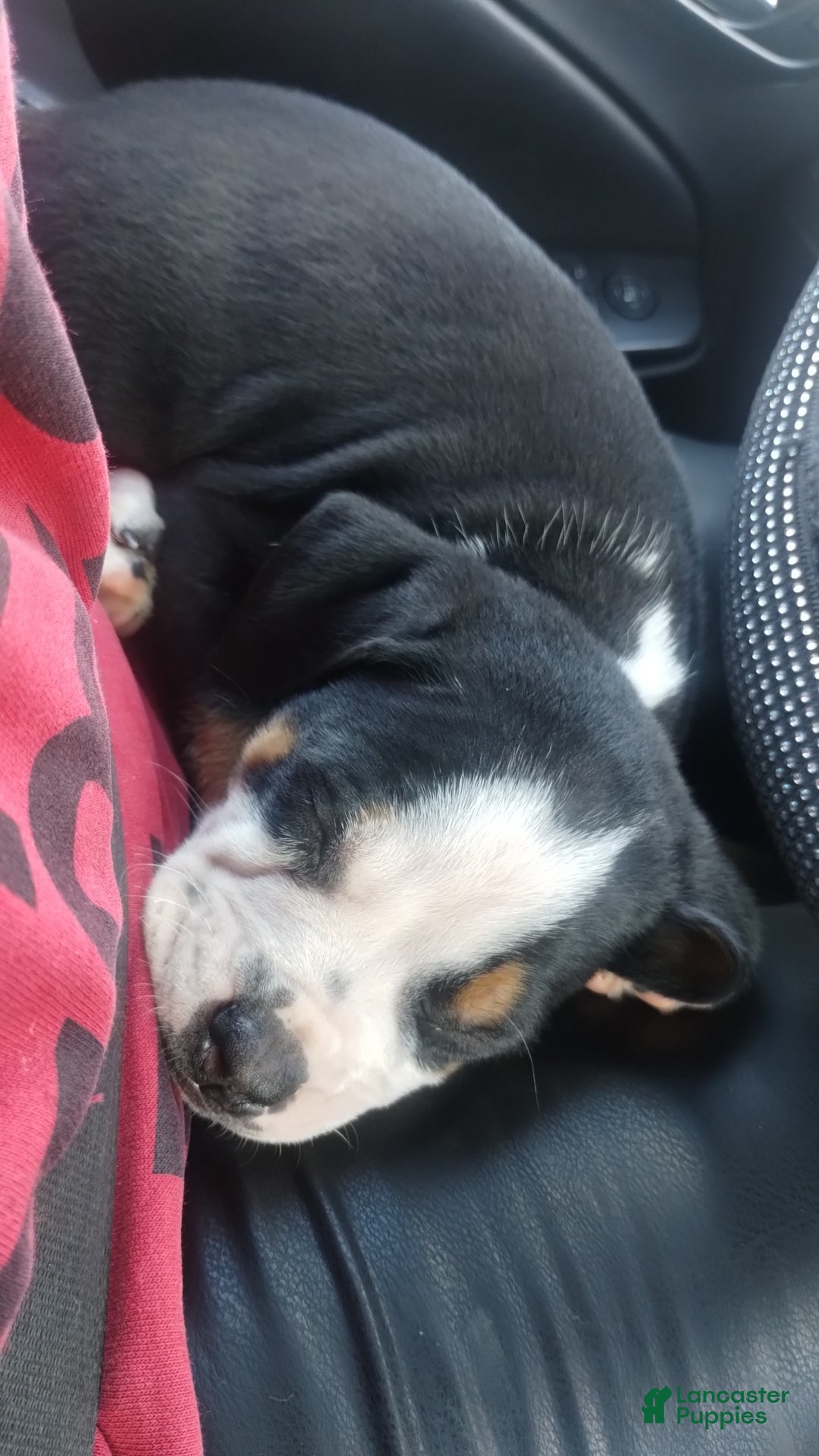 American Bully dogs for sale: Newt - Ad 3