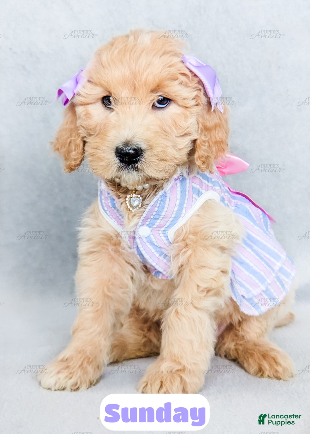 Goldendoodle dogs for sale: Sunday - Ad 5