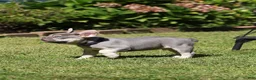 French Bulldog dogs for sale: Leroy - Ad 7