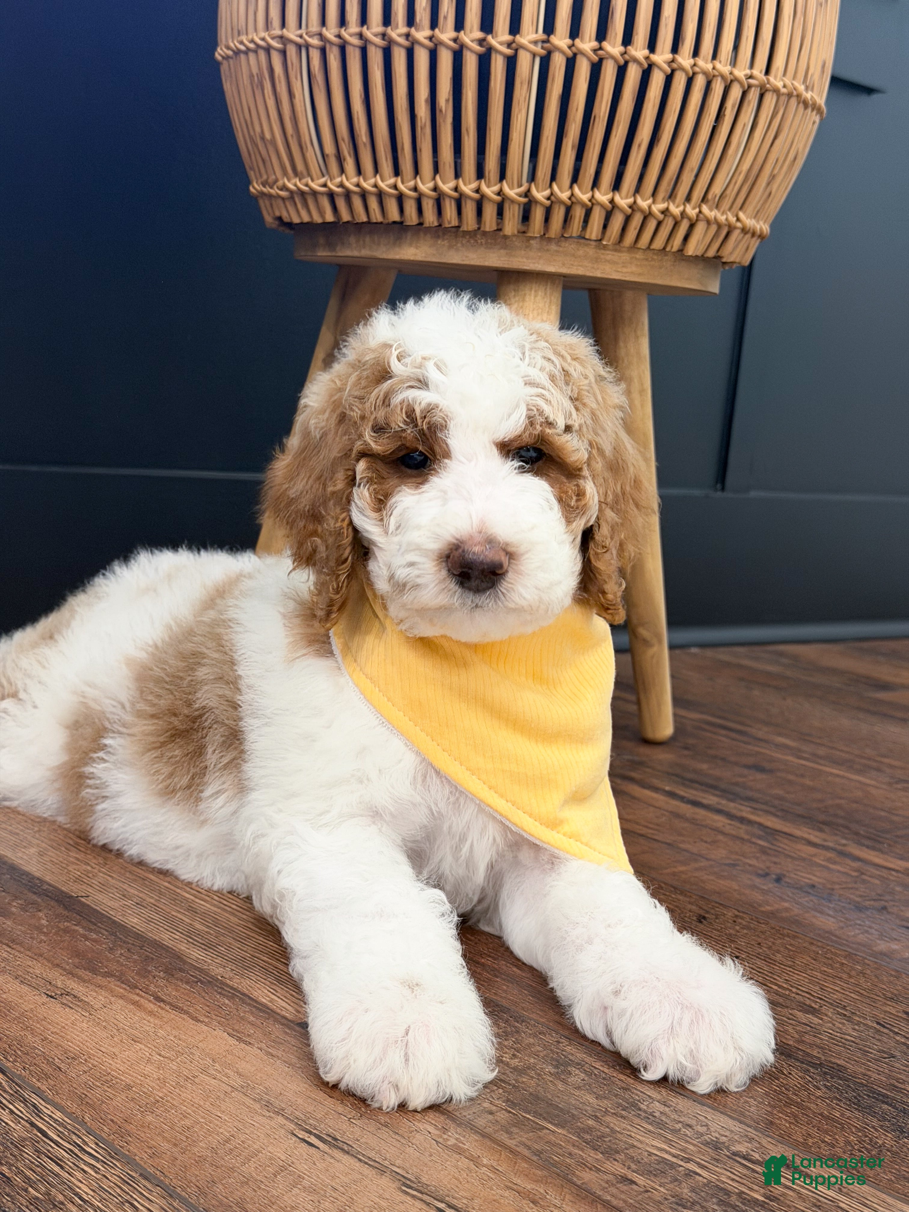 Goldendoodle dogs Nash - Ad 2