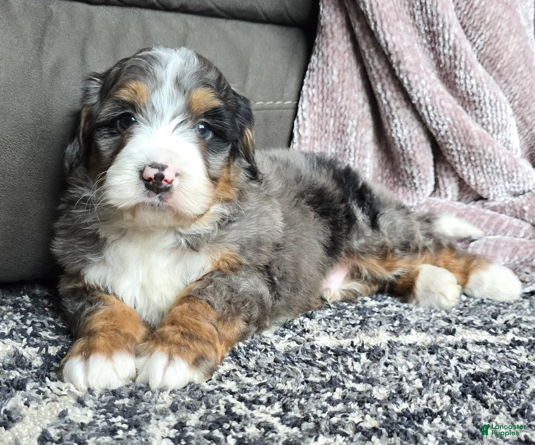 Mini Bernedoodle dogs for sale: Mini Chief - Ad 17