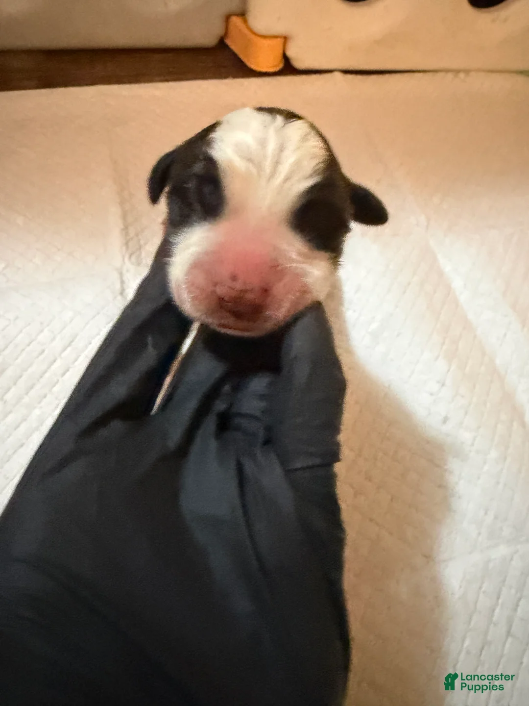 Saint Bernard dogs for sale: Boy 1  - Ad 2