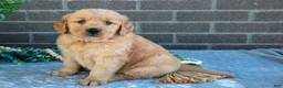 Golden Retriever dogs for sale: Petra - Ad 2