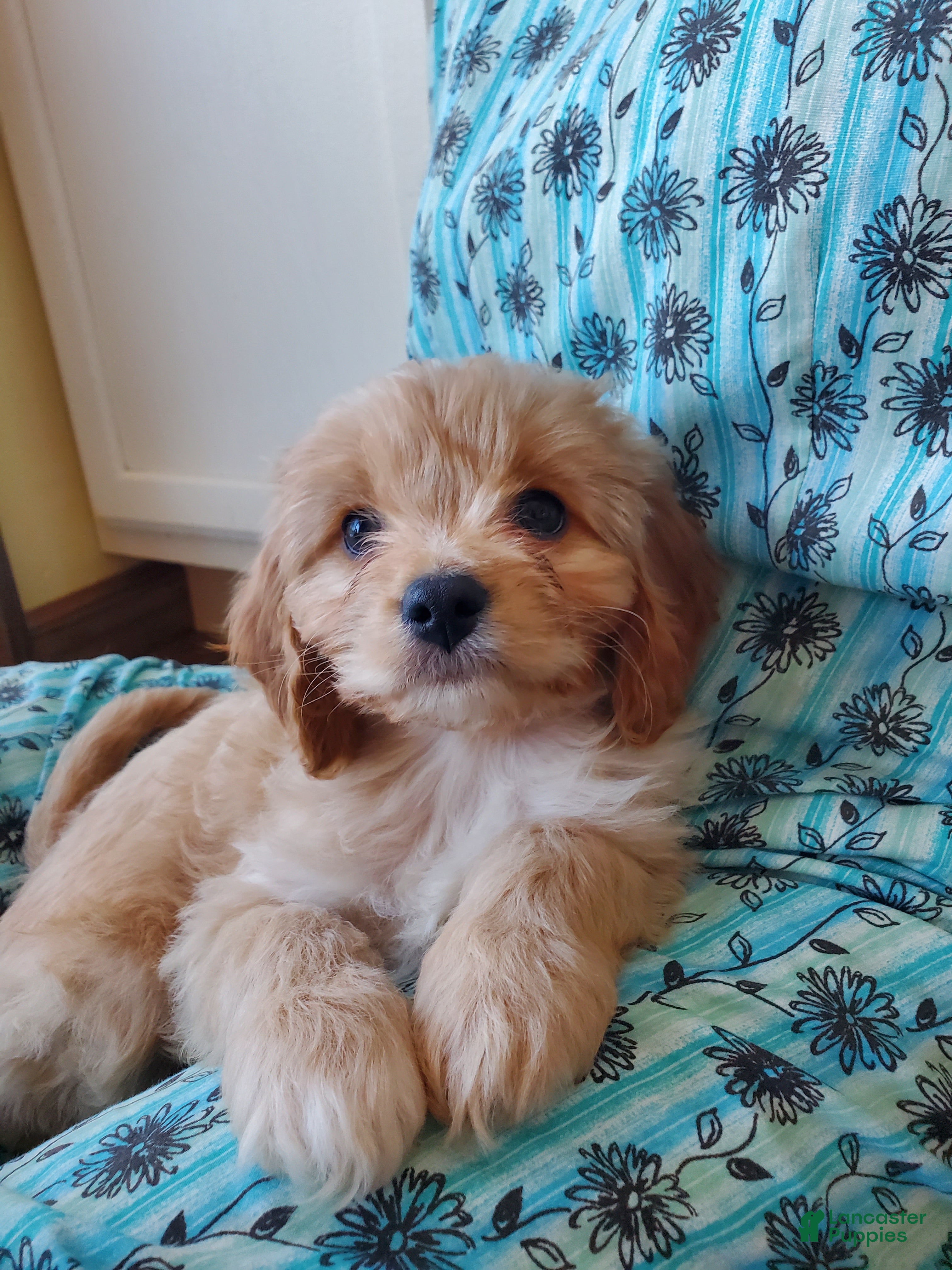 Cavachon dogs Taffy - Ad 5
