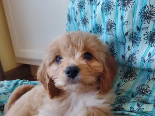 Cavachon dogs Taffy - Ad 5