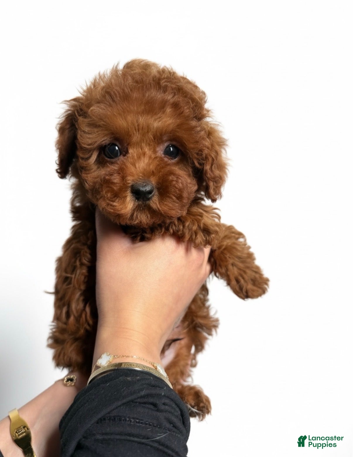 Toy Poodle dogs Toy Poodle Puppy 1 - Ad 2