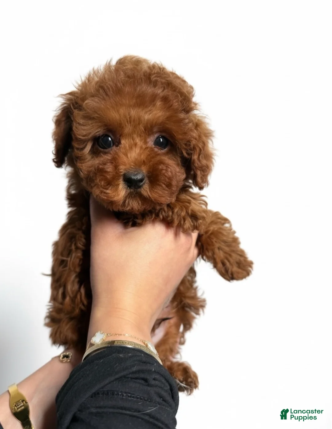 Toy Poodle dogs for sale: Toy Poodle Puppy 1 - Ad 2