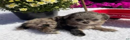 Pomapoo dogs for sale: Kaya - Ad 4