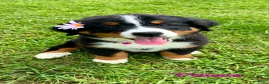 Bernese Mountain Dog 1