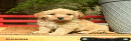 Corgipoo dogs for sale: Ladron - Ad 1