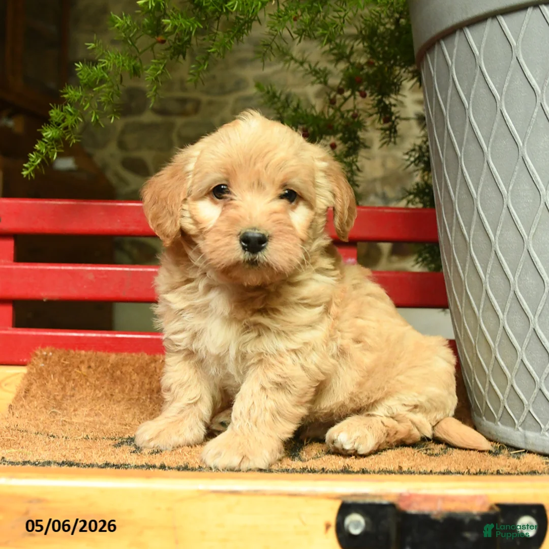 Corgipoo dogs for sale: Ladron - Ad 1
